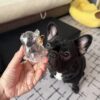 French Bulldog Custom Hair Storage Keepsake Capsule Car Hanging Bag Pendant Pet Hair Memorial Ornament Birthday Gift